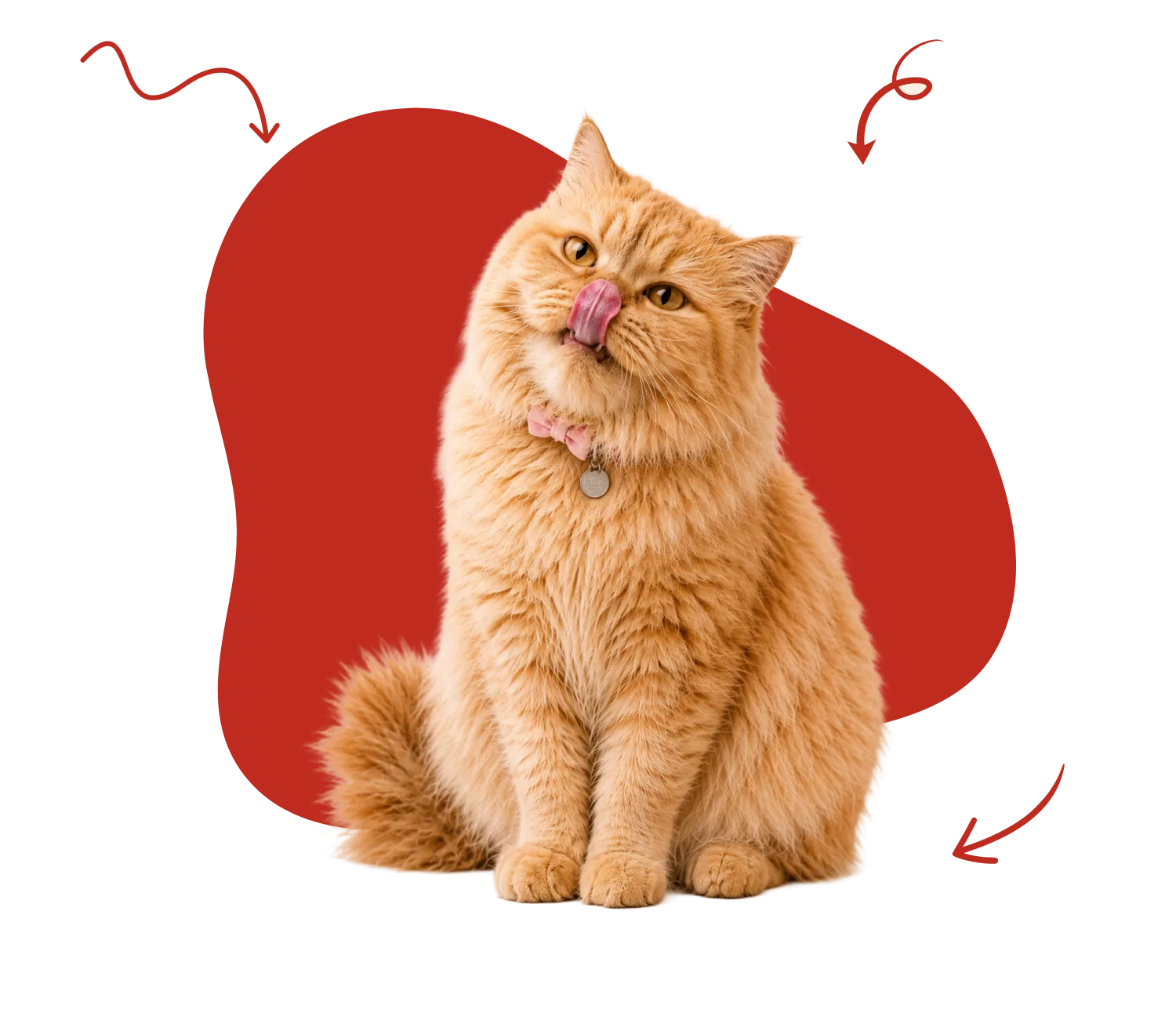 Ginger cat licking its nose in front of a red blob